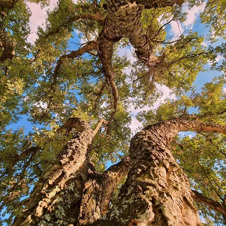 Quinta Da Abadia Mangualde