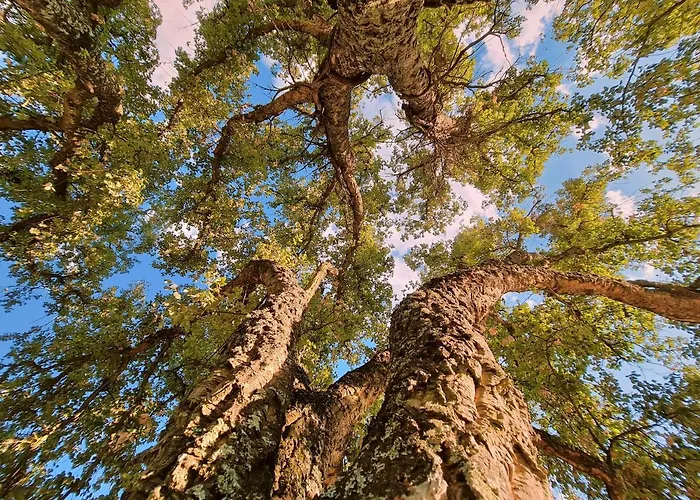 Quinta Da Abadia مانغوالدي